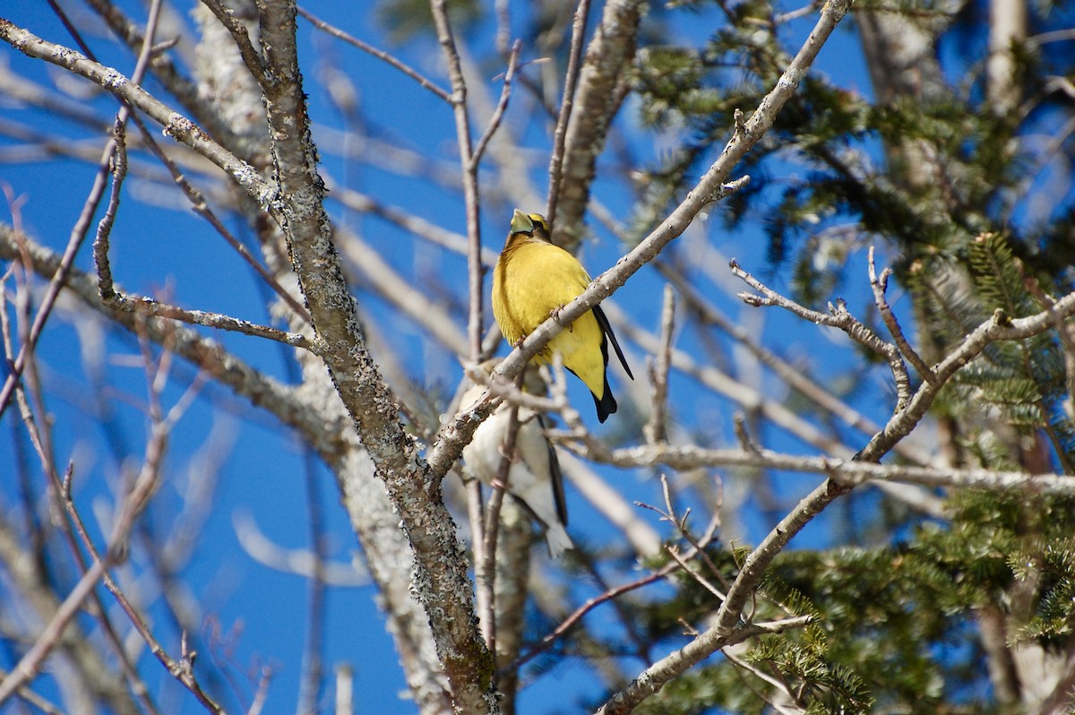 Evening Grosbeak - ML632553673
