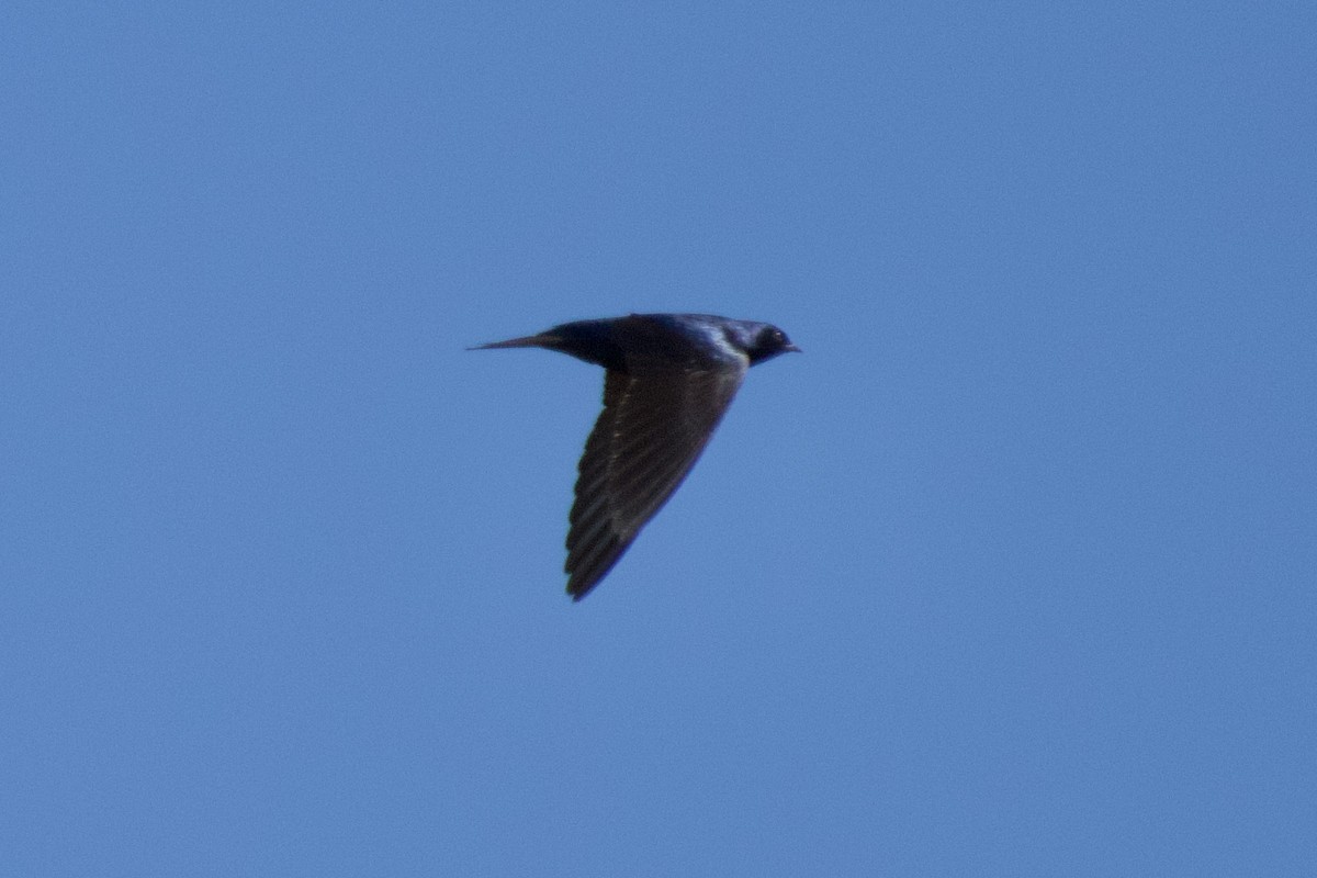 Purple Martin - ML632553714