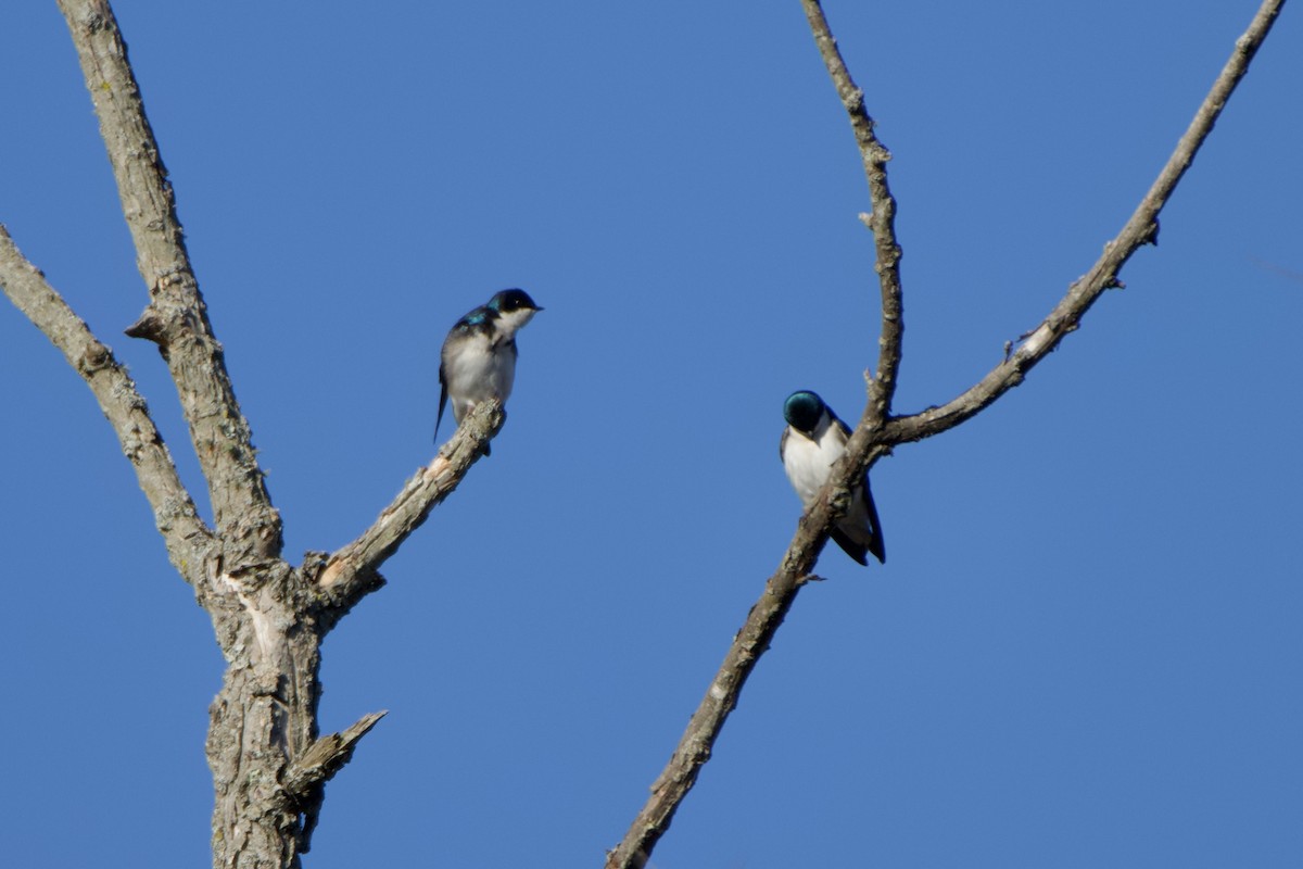 Tree Swallow - ML632553747