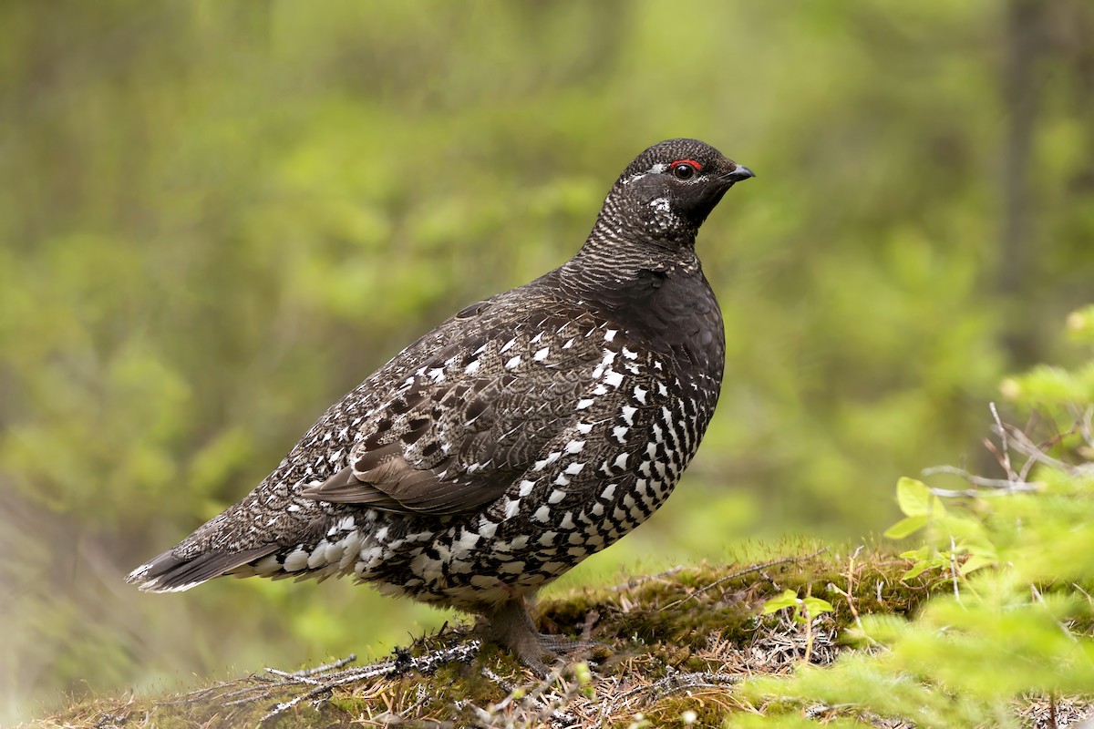 Siberian Grouse - ML632553897