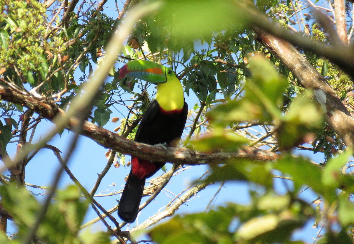 Keel-billed Toucan - ML632553971
