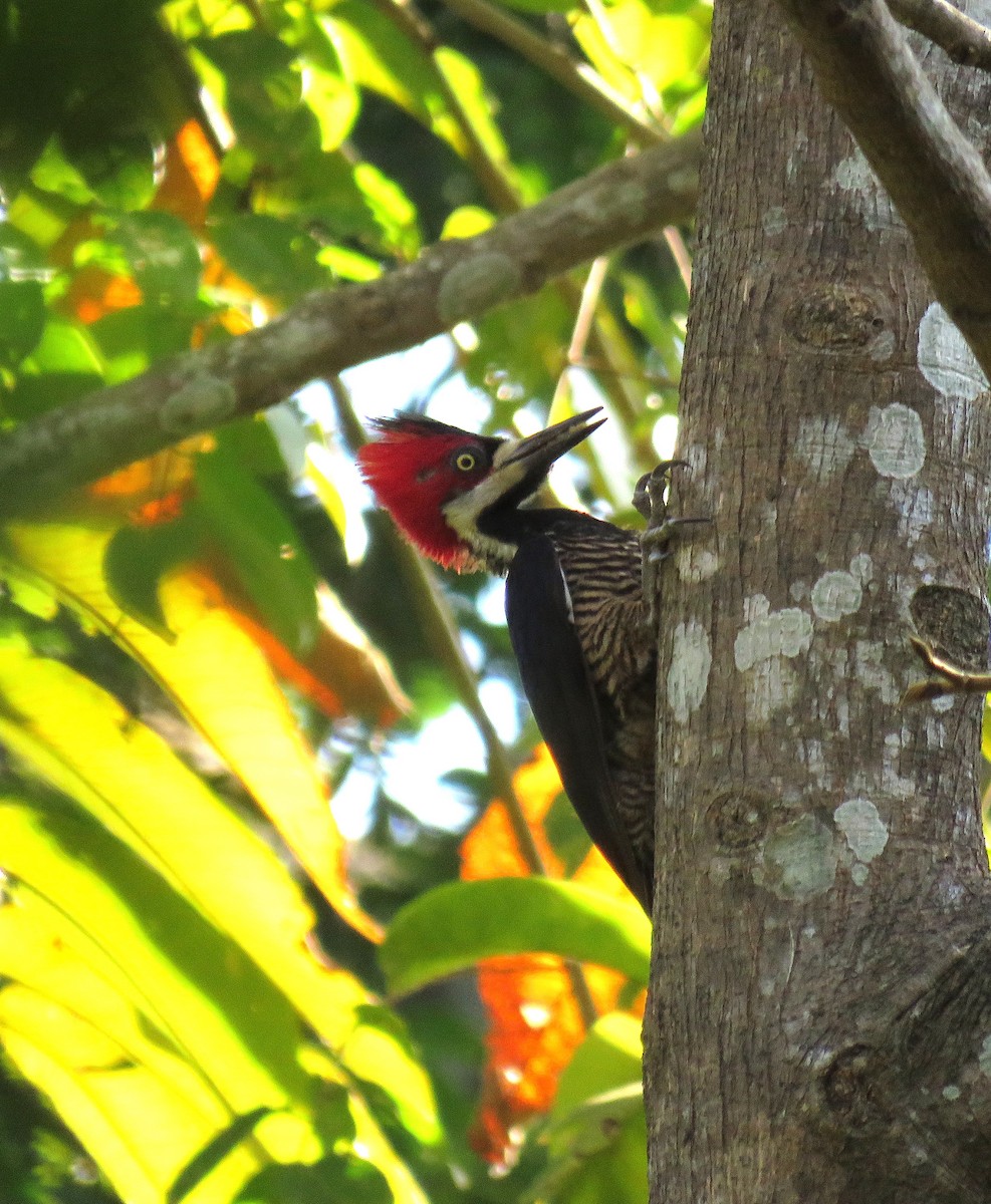 Crimson-crested Woodpecker - ML632553984