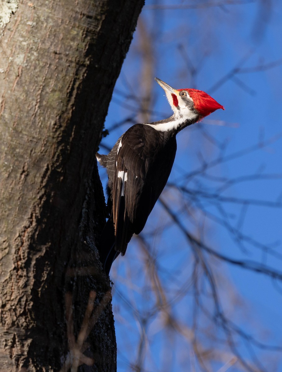 Pileated Woodpecker - ML632553993