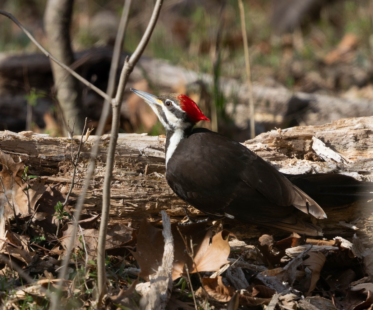 Pileated Woodpecker - ML632553994
