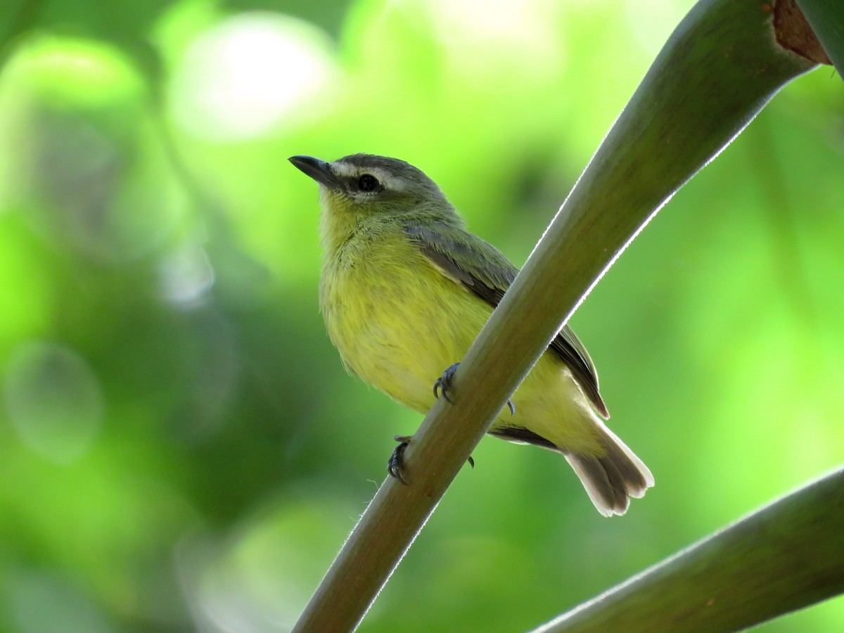 Brown-capped Tyrannulet - ML632554000