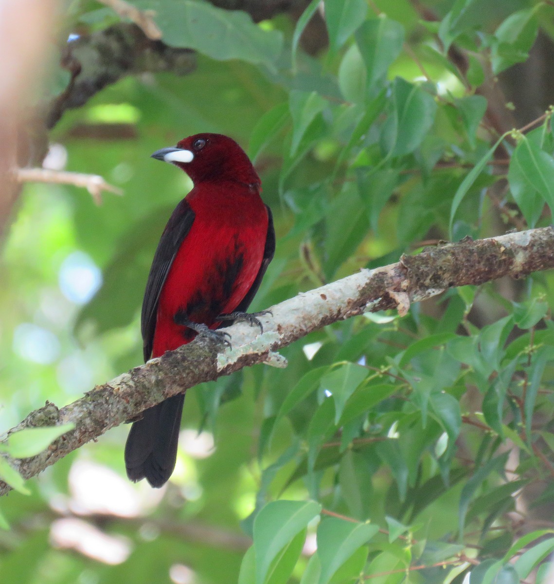 Crimson-backed Tanager - ML632554065
