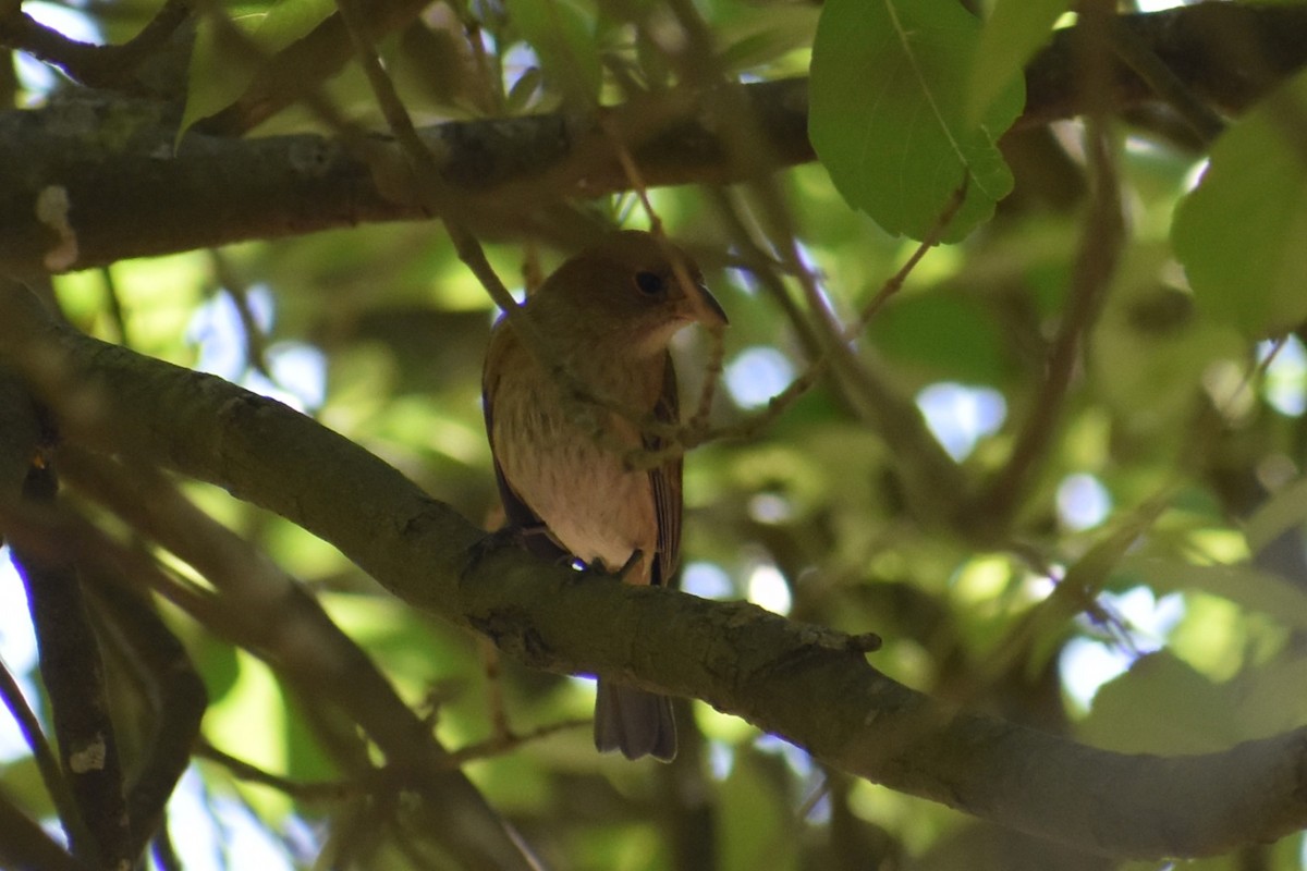 Indigo Bunting - ML632554114