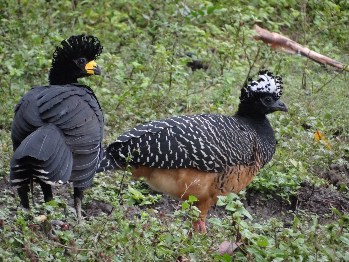 Bare-faced Curassow - ML632554170