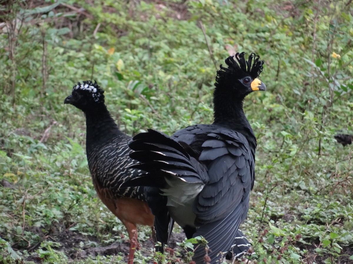 Bare-faced Curassow - ML632554173