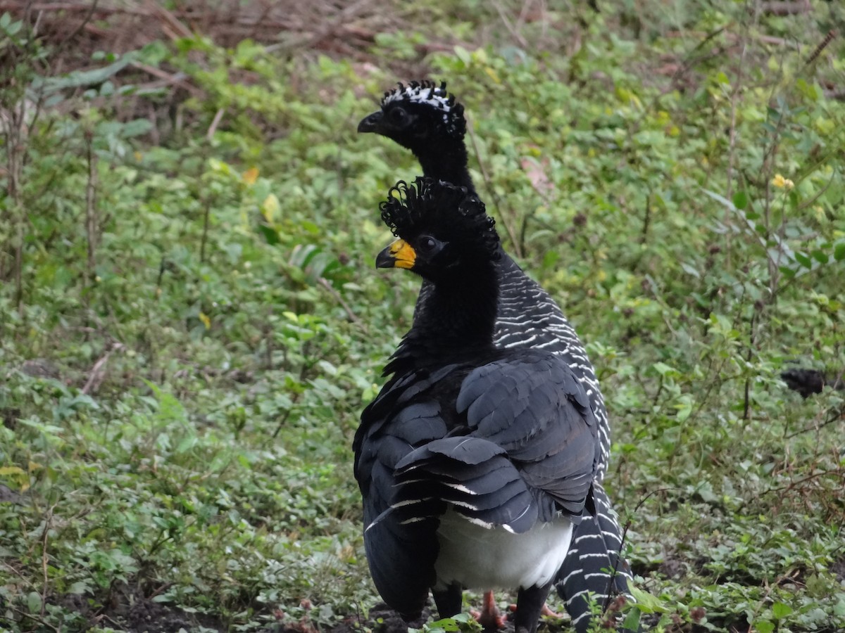 Bare-faced Curassow - ML632554177