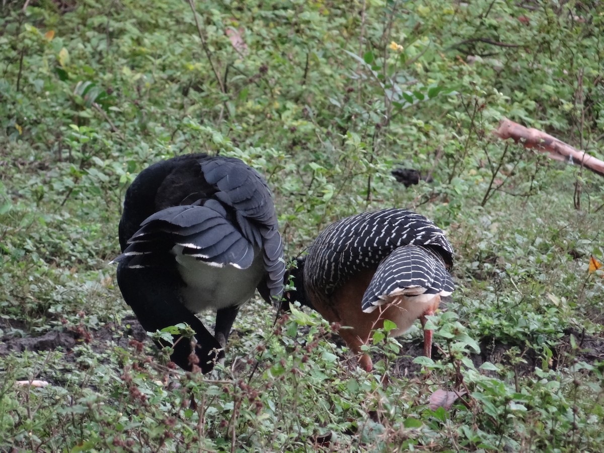 Bare-faced Curassow - ML632554180