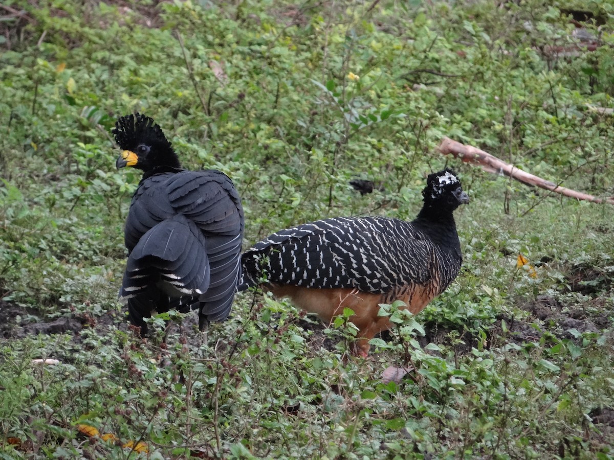 Bare-faced Curassow - ML632554181