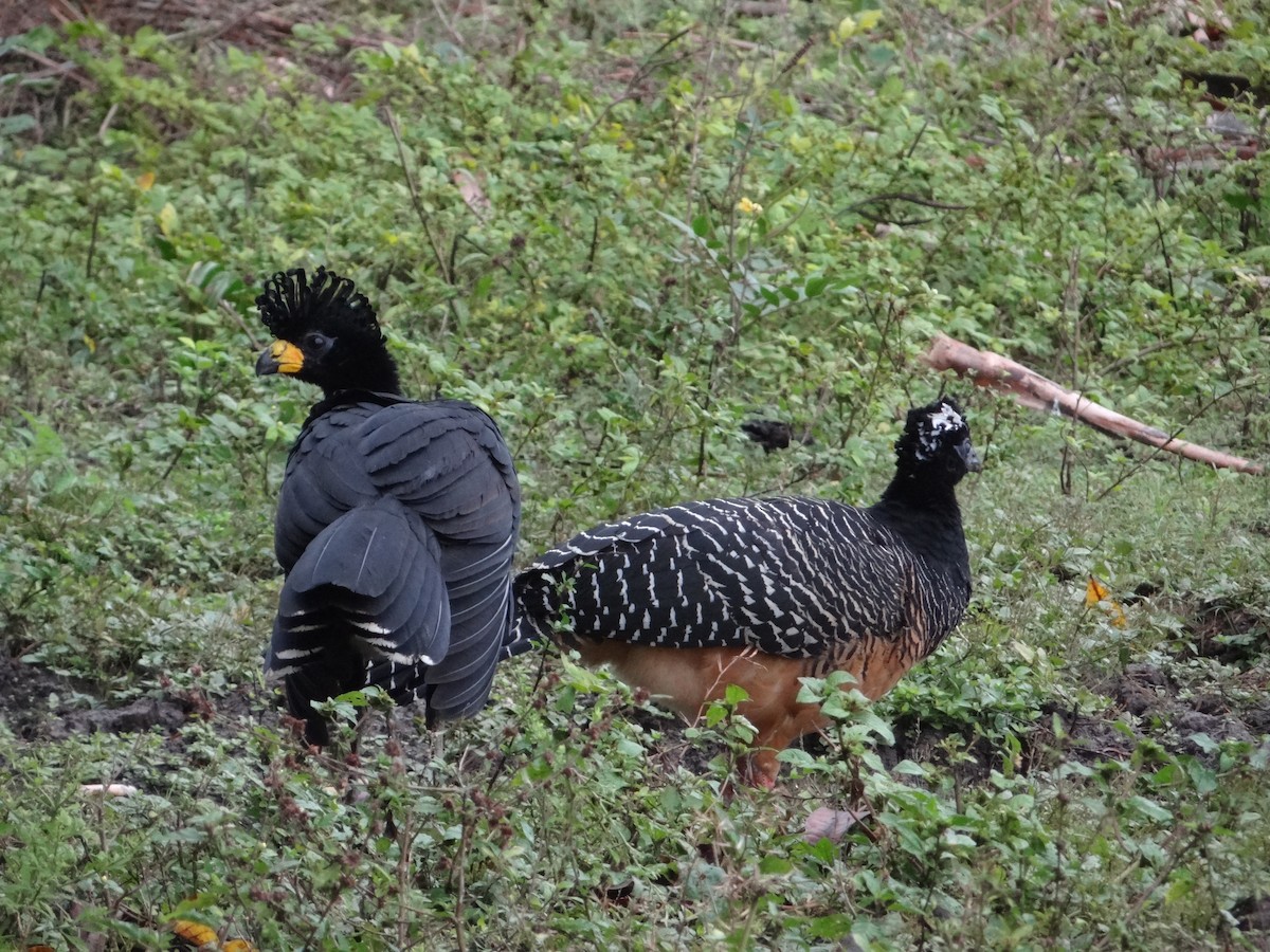 Bare-faced Curassow - ML632554182