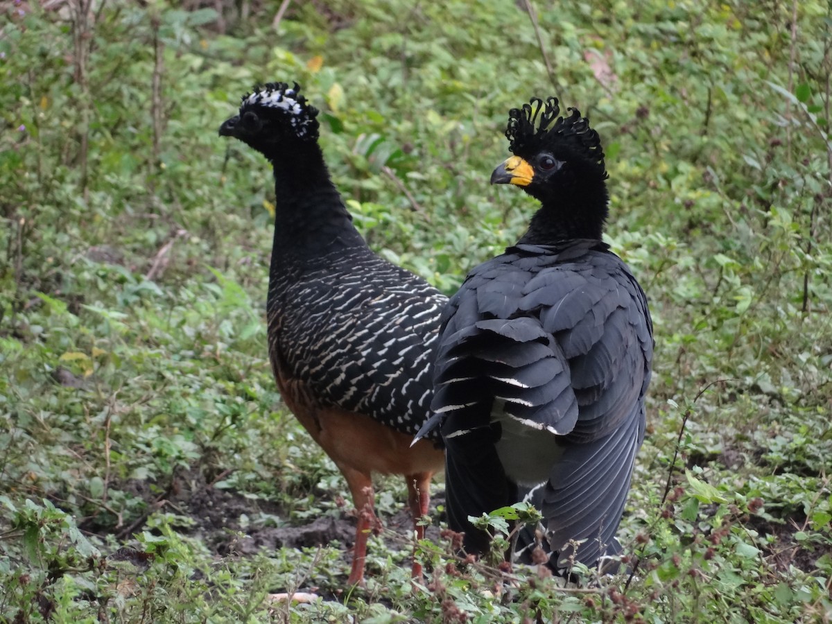 Bare-faced Curassow - ML632554184