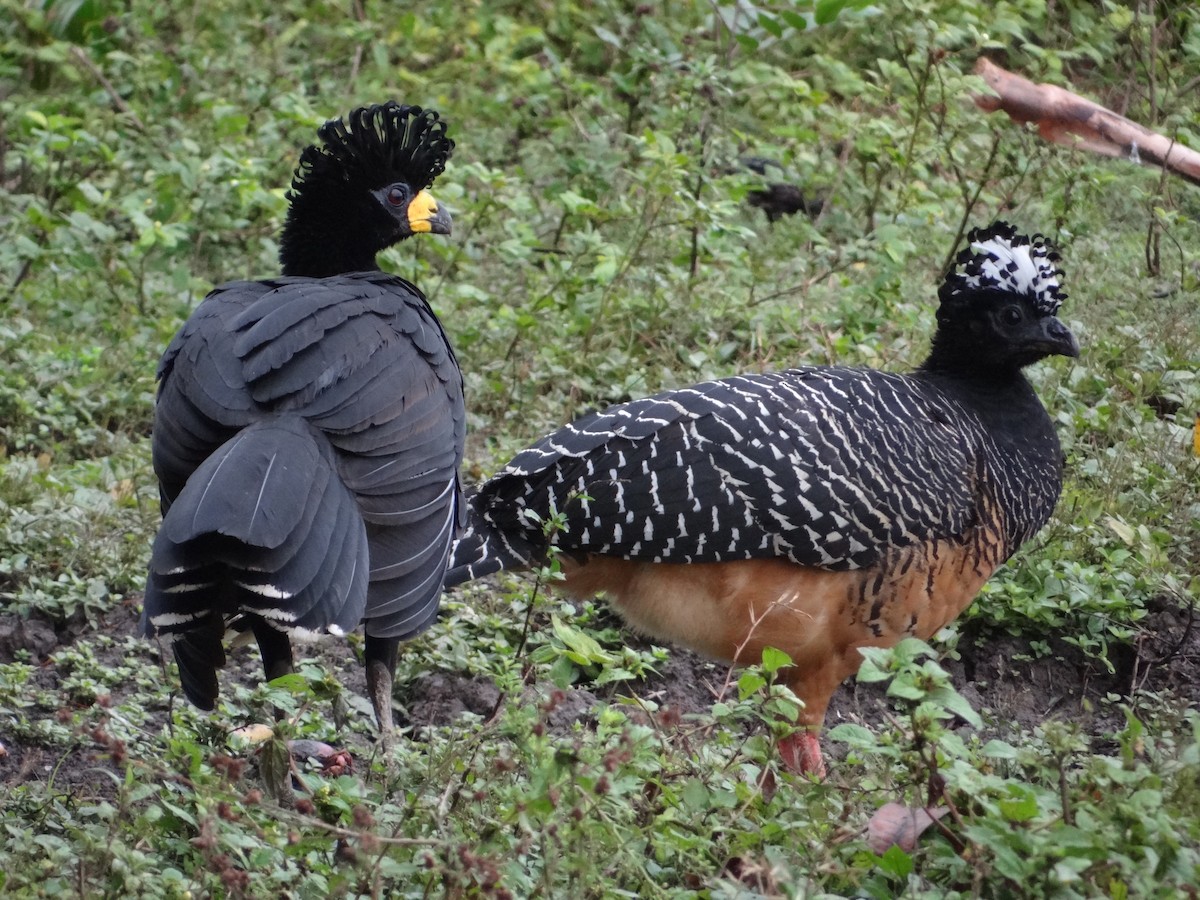 Bare-faced Curassow - ML632554185