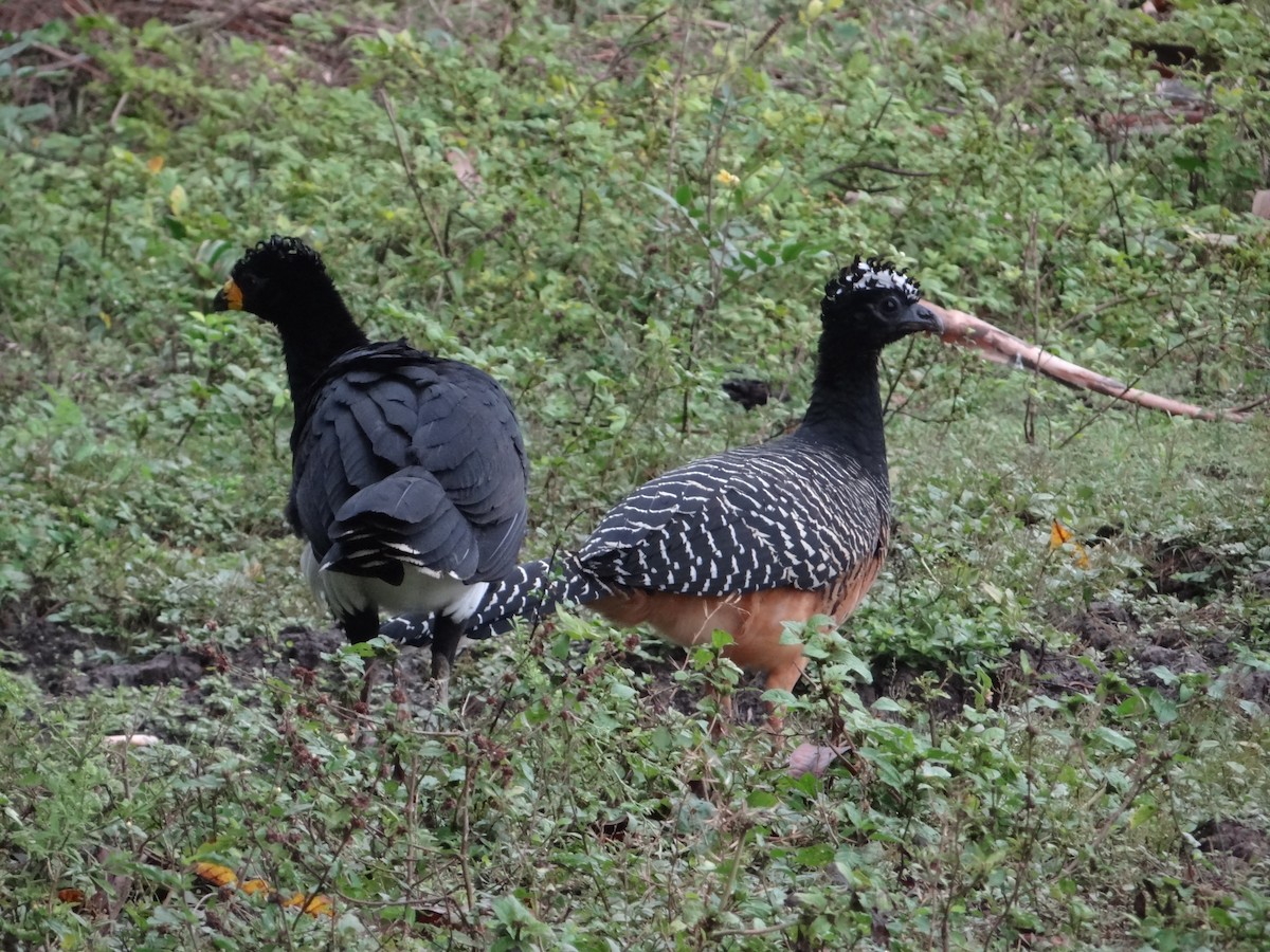 Bare-faced Curassow - ML632554188