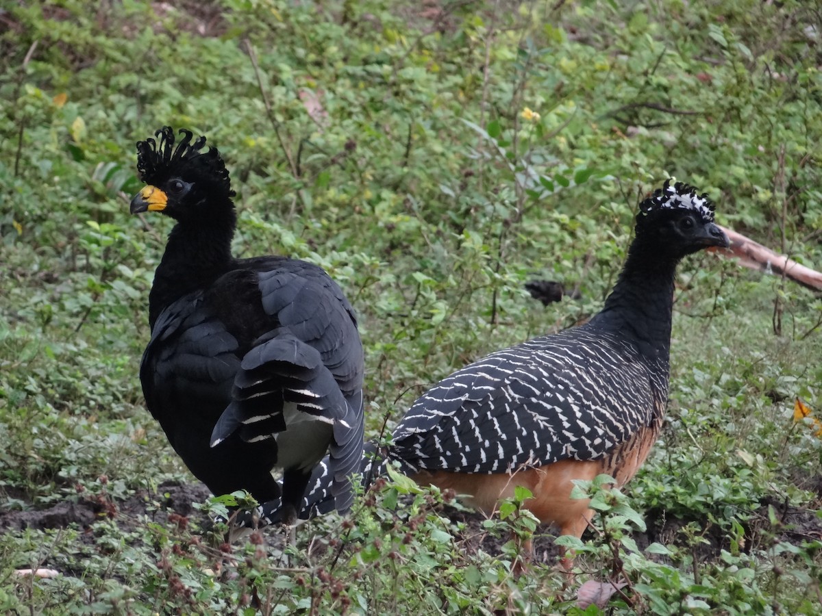 Bare-faced Curassow - ML632554189