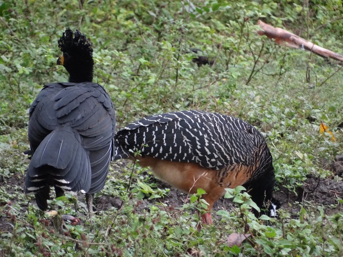 Bare-faced Curassow - ML632554190