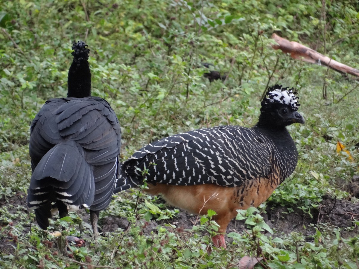 Bare-faced Curassow - ML632554191