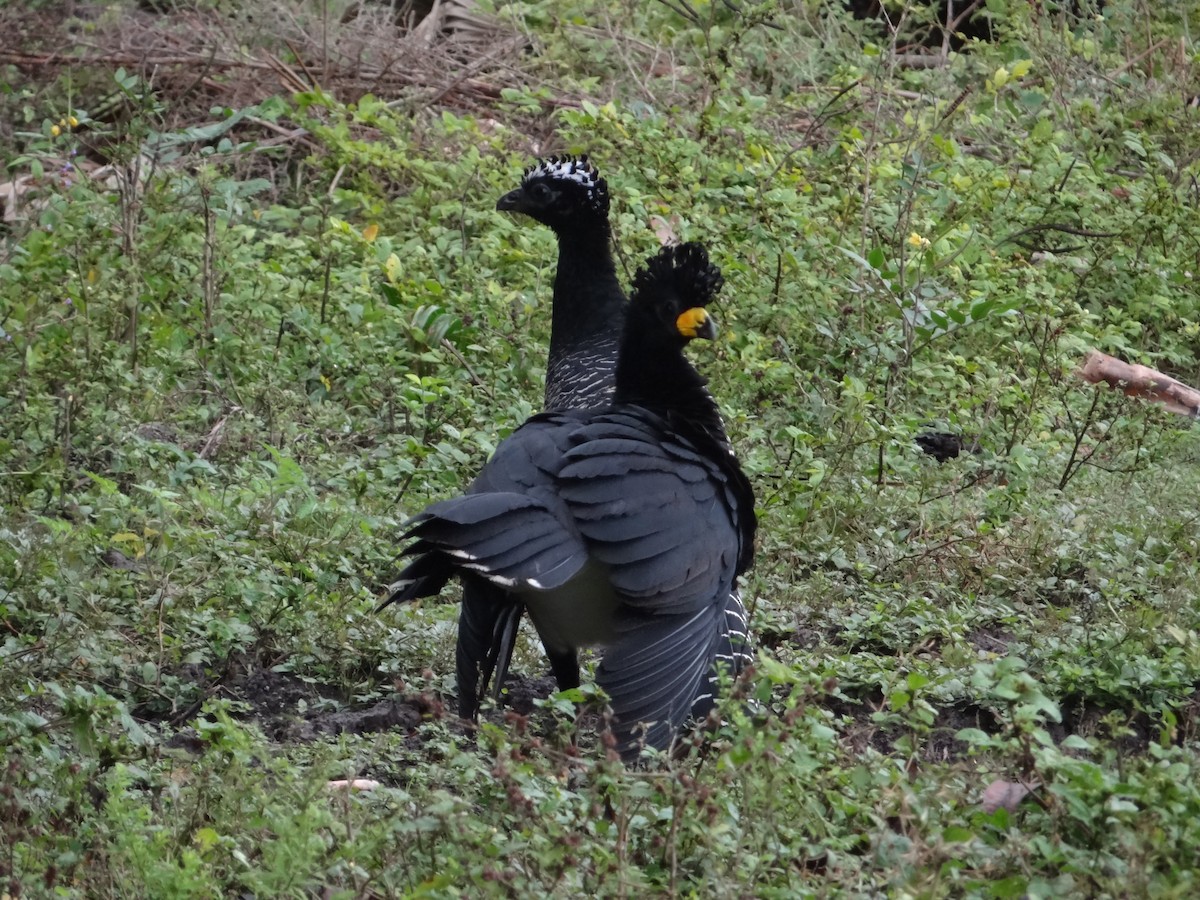 Bare-faced Curassow - ML632554192