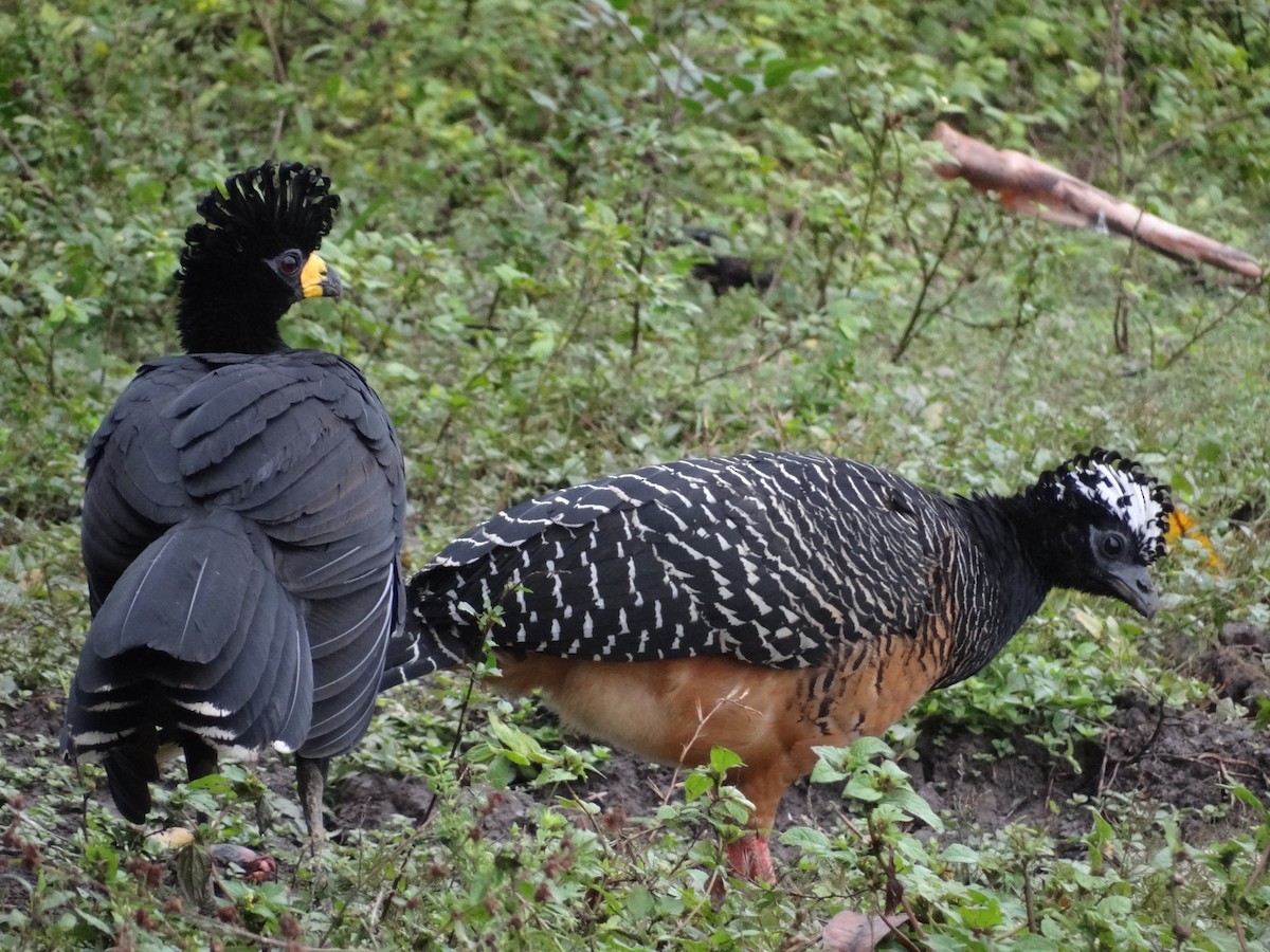 Bare-faced Curassow - ML632554194