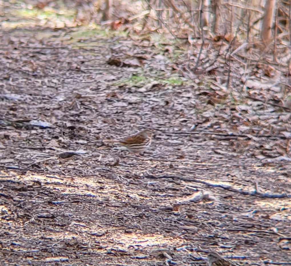 Fox Sparrow (Red) - ML632554260