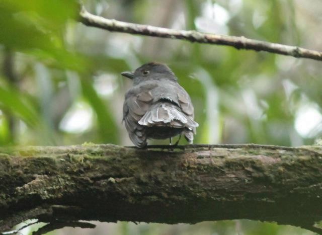 Chestnut-capped Piha - ML632554311