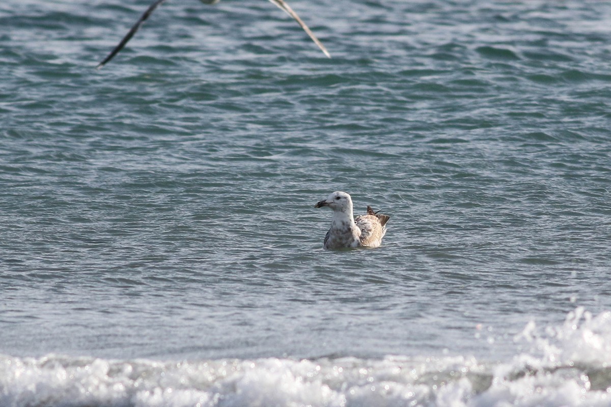 American Herring Gull - Lily Morello