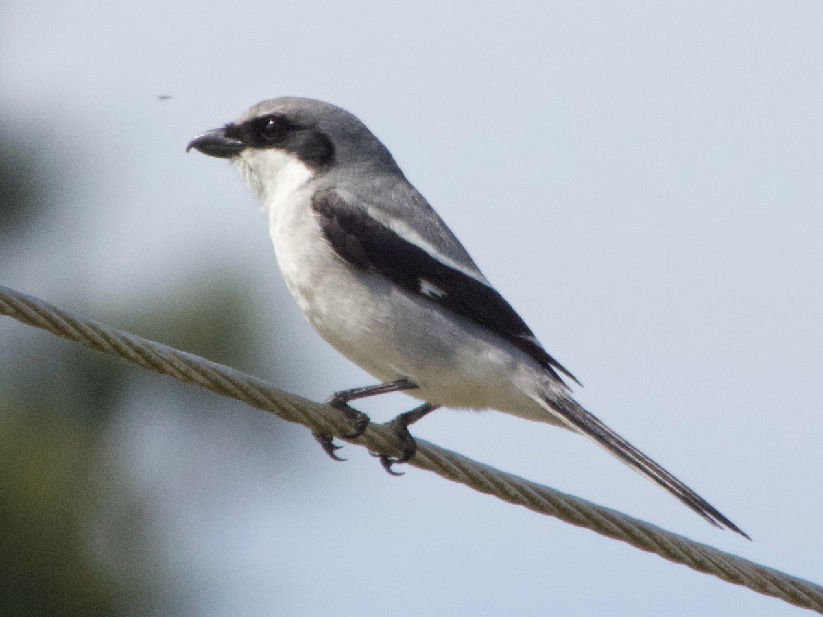 Loggerhead Shrike - ML632554621
