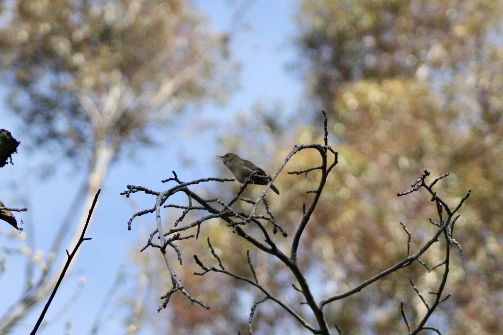 Northern House Wren - ML632554718