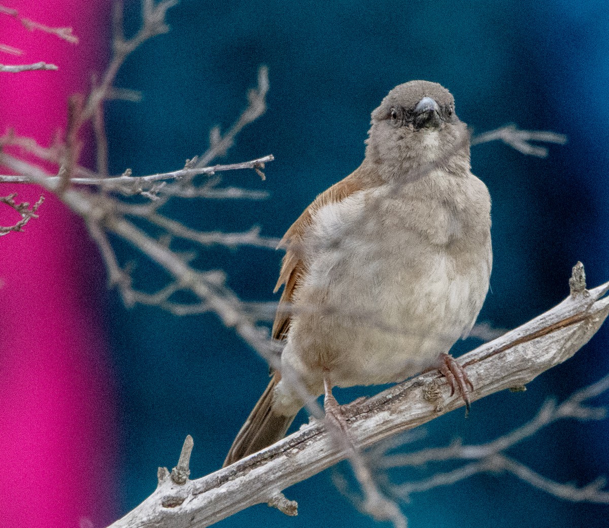 Kuzeyli Bozbaş Serçe - ML632554883