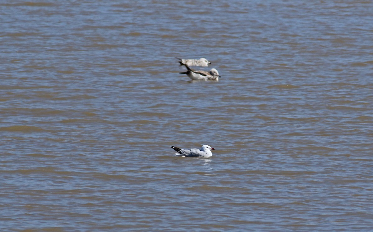 racek zelenonohý - ML63255501