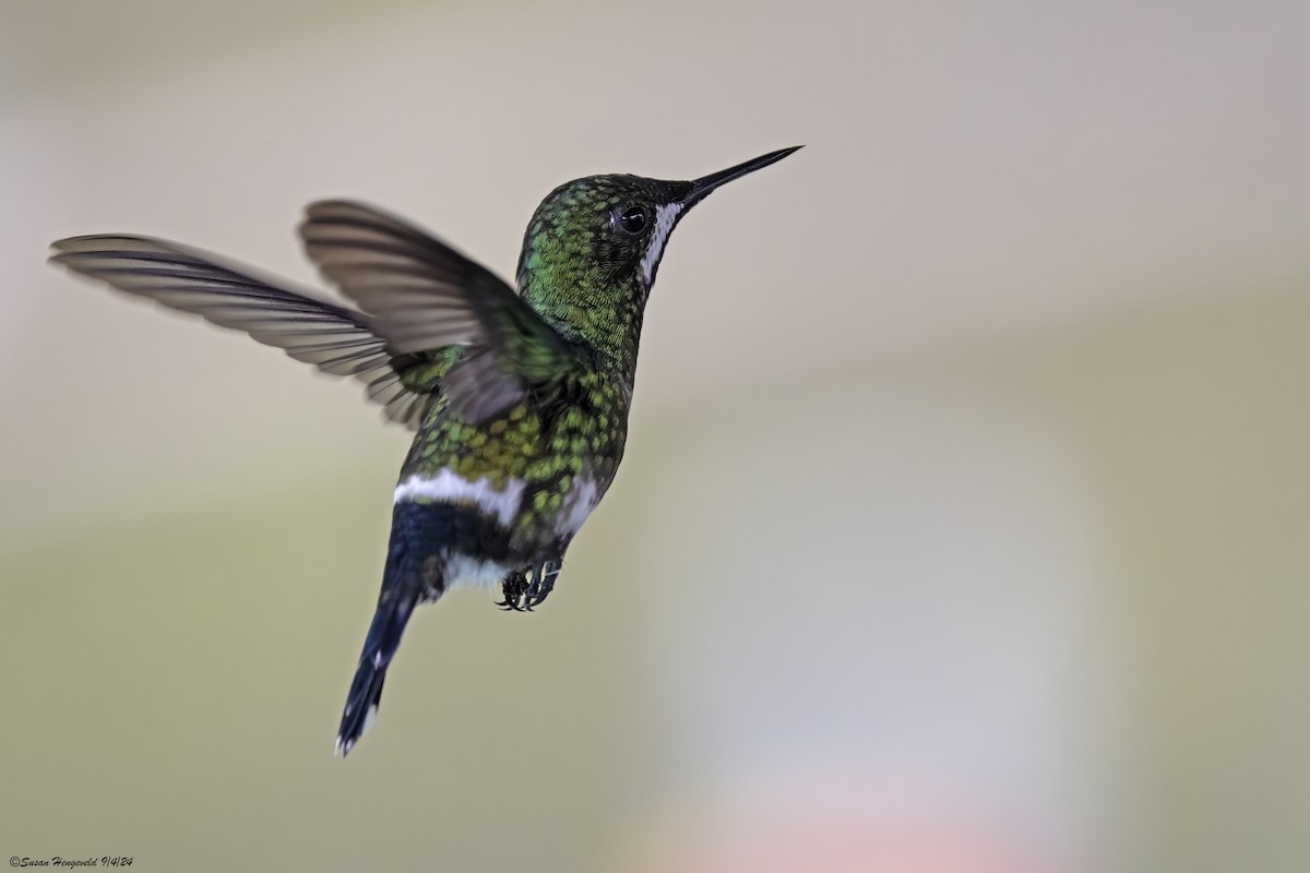 Green Thorntail - ML632555084