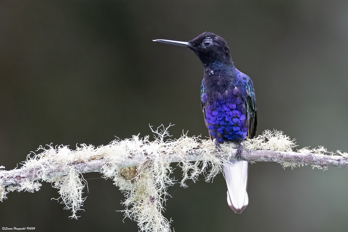 Velvet-purple Coronet - ML632555122