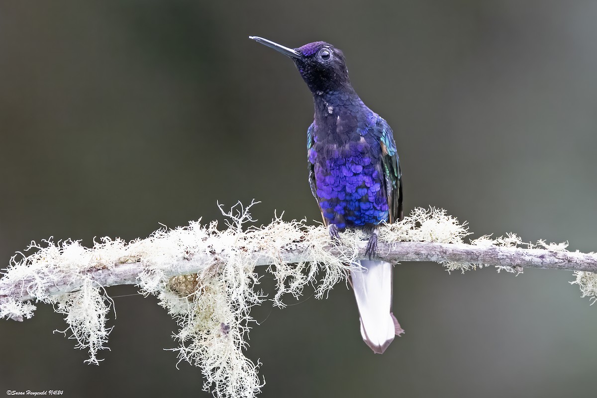 Velvet-purple Coronet - ML632555123