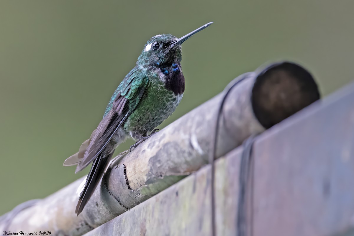 Purple-bibbed Whitetip - ML632555170