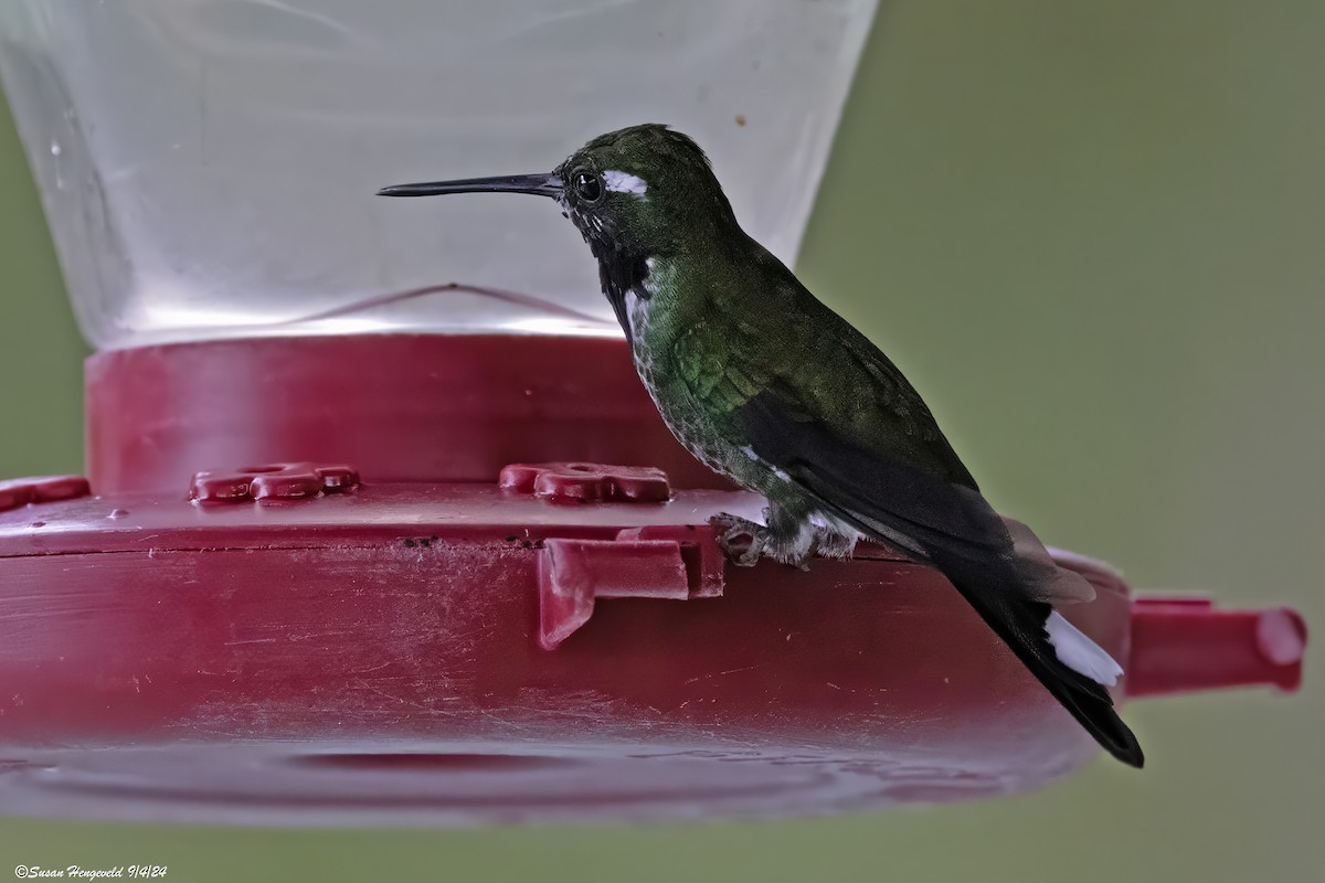 Purple-bibbed Whitetip - ML632555171