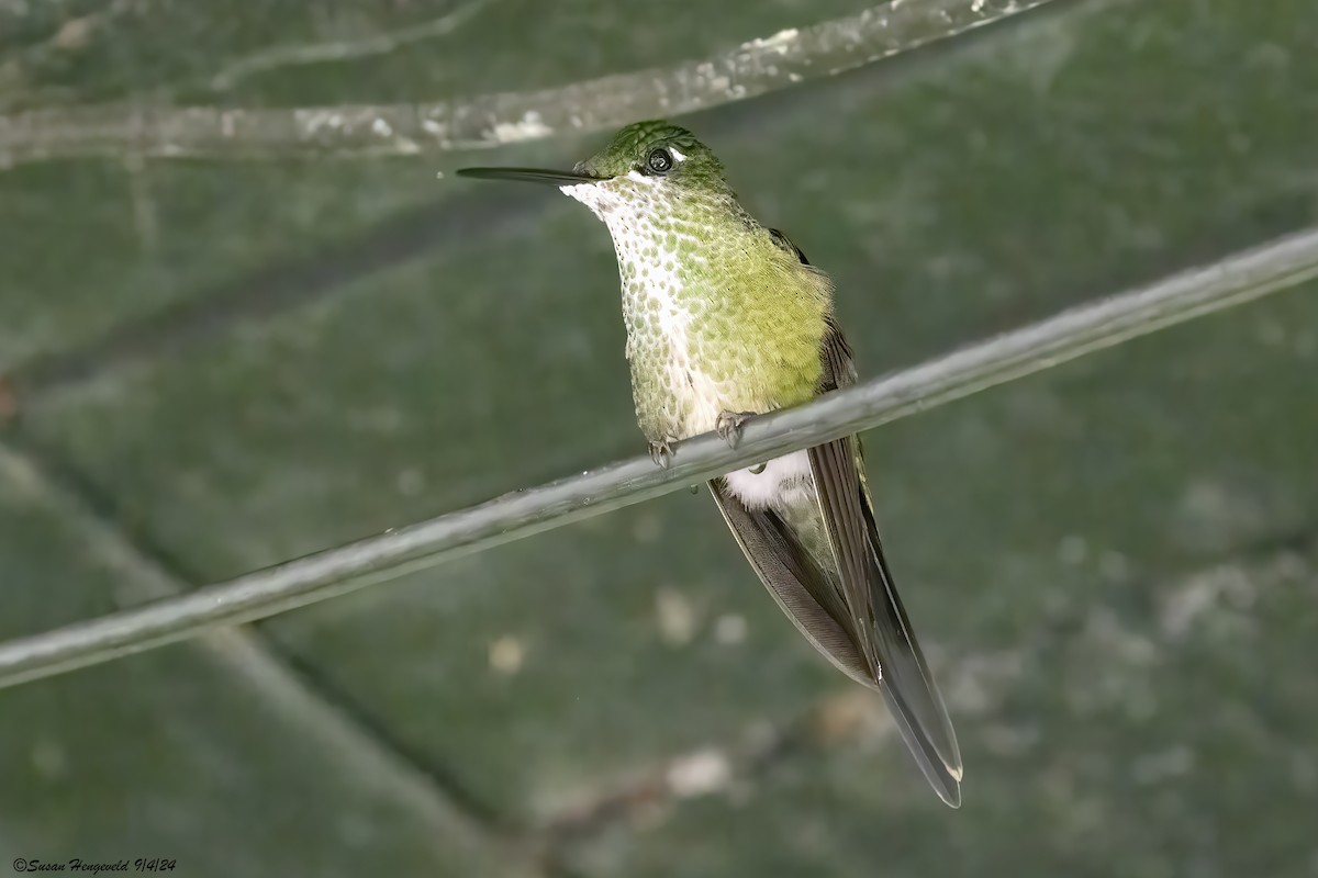 Purple-bibbed Whitetip - ML632555172