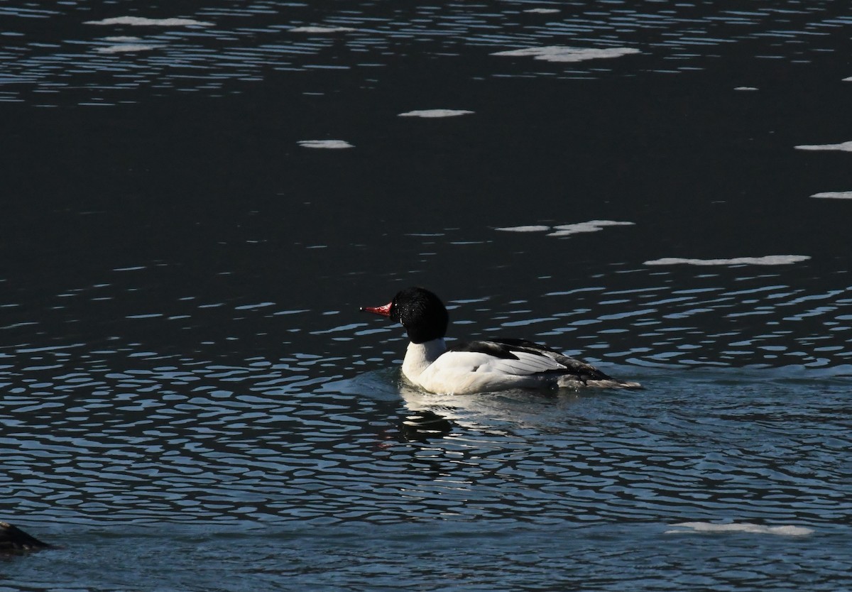 Common Merganser - ML632555186