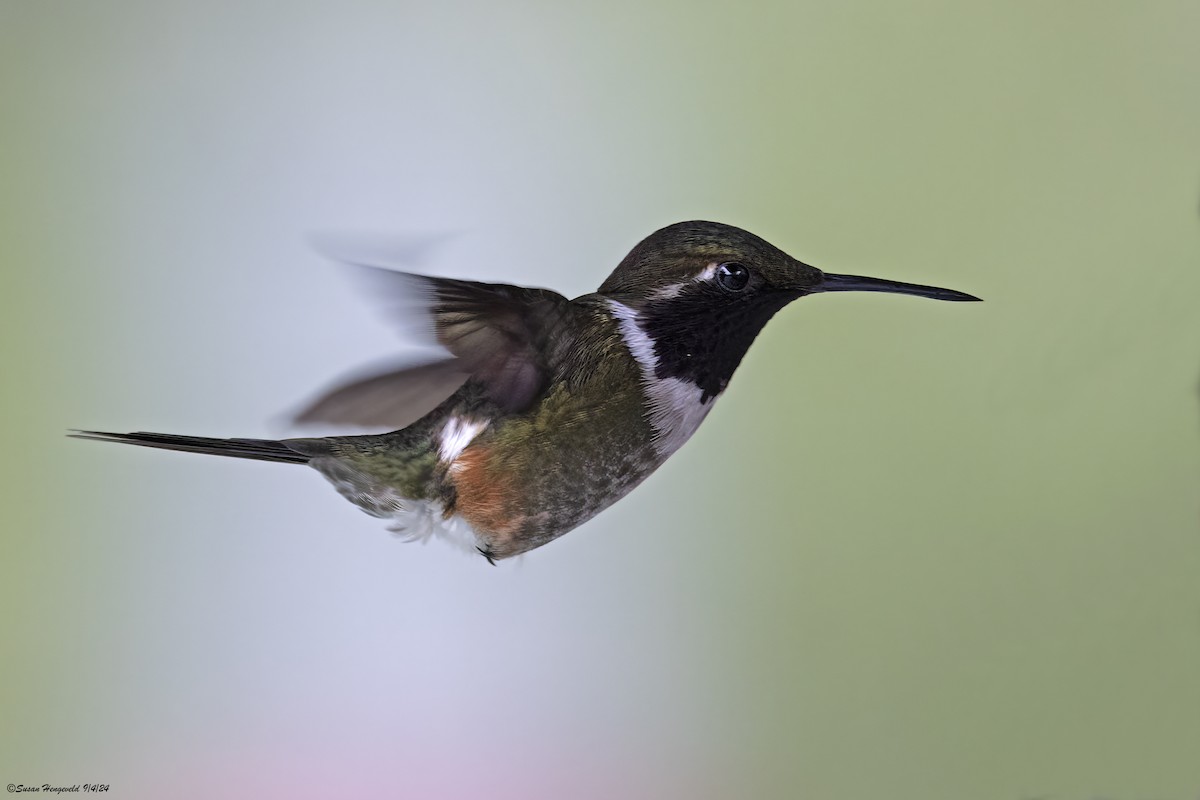 Purple-throated Woodstar - ML632555196