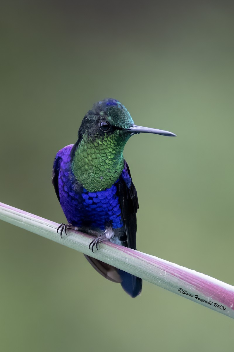 Crowned Woodnymph - ML632555218