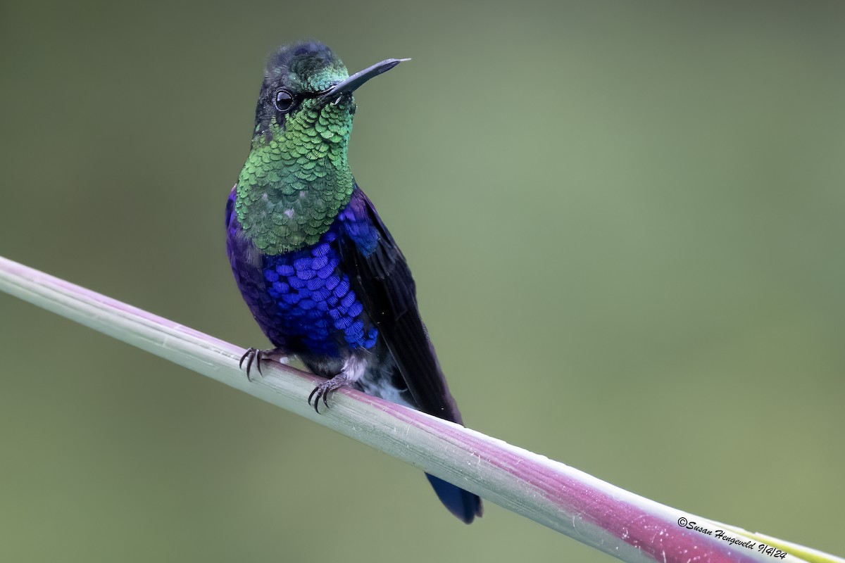 Crowned Woodnymph - ML632555219