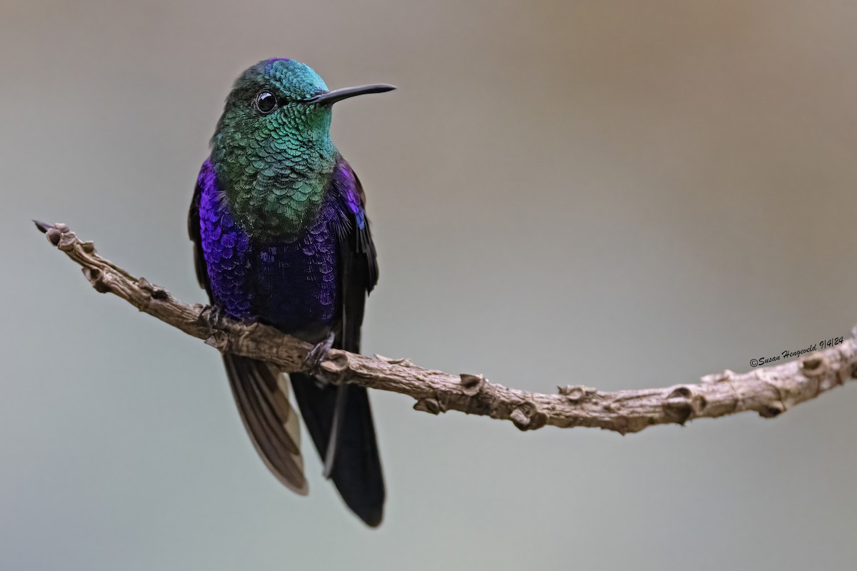 Crowned Woodnymph - ML632555220