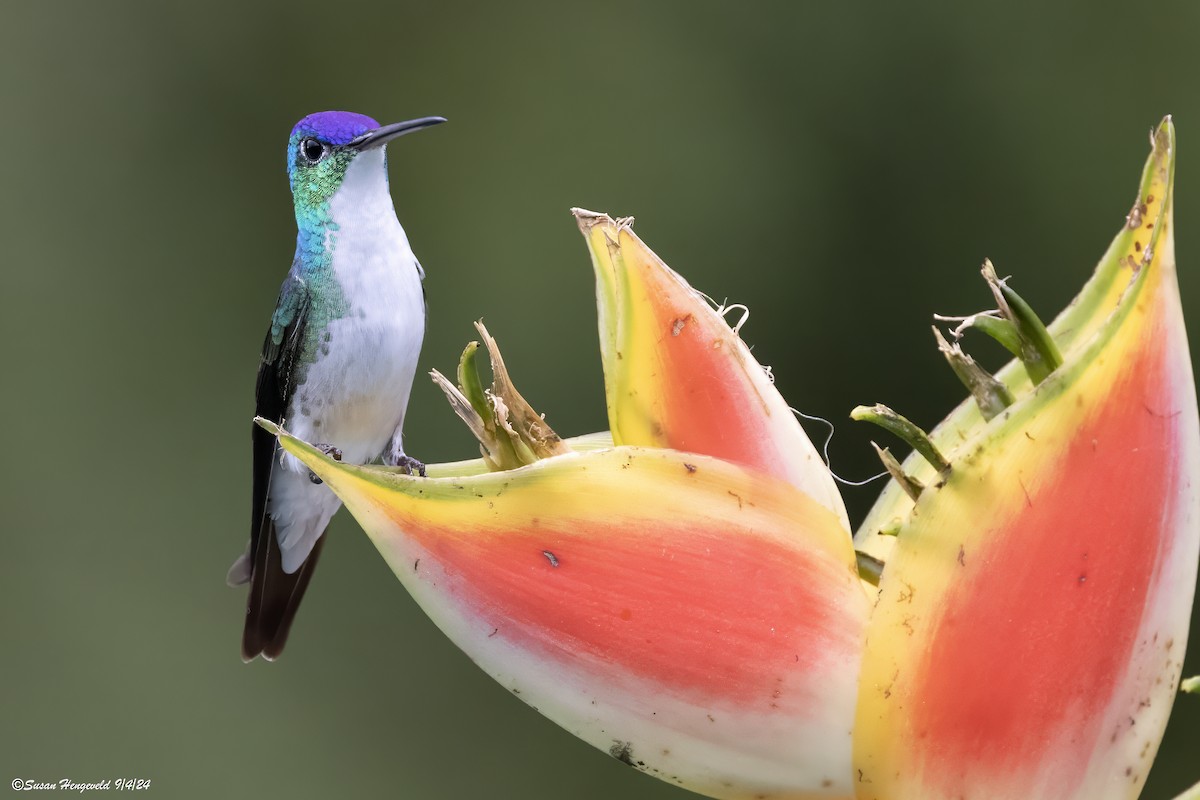 Andean Emerald - ML632555235
