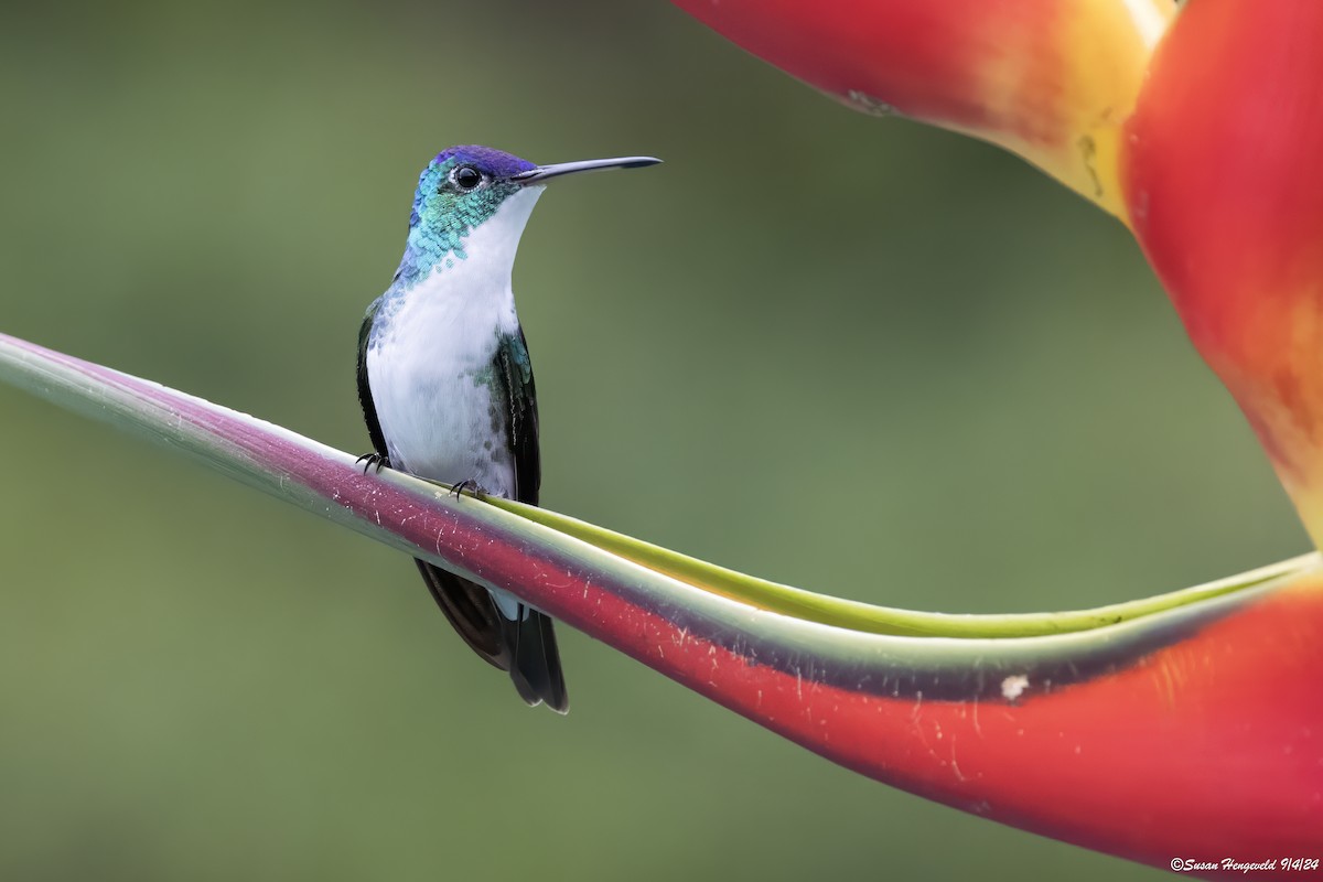 Andean Emerald - ML632555236