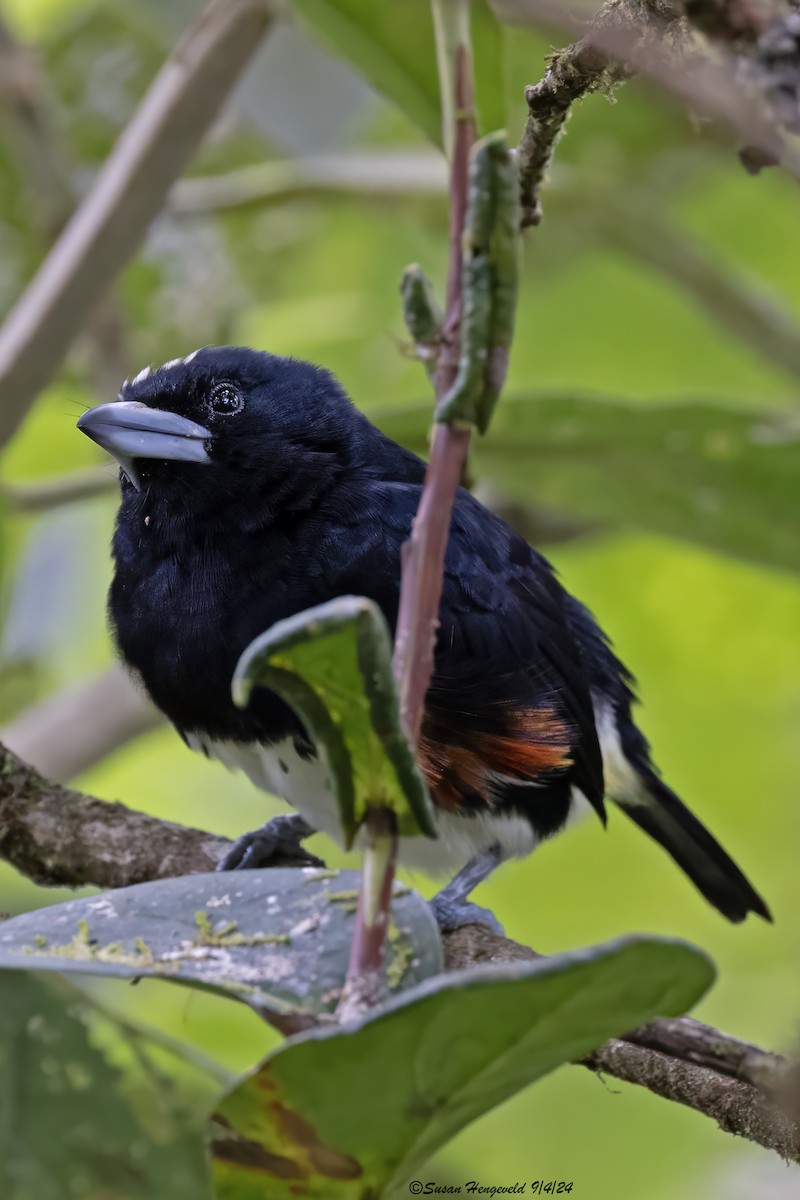 Spot-crowned Barbet - ML632555256