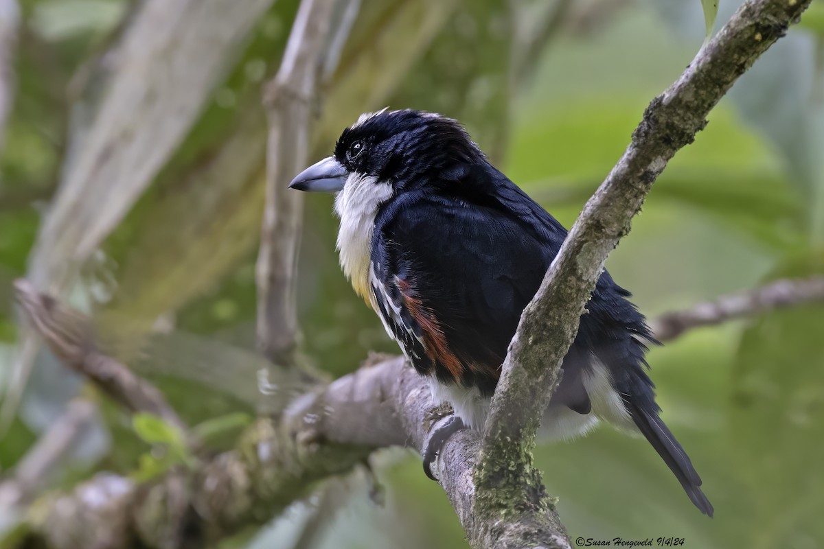 Spot-crowned Barbet - ML632555257