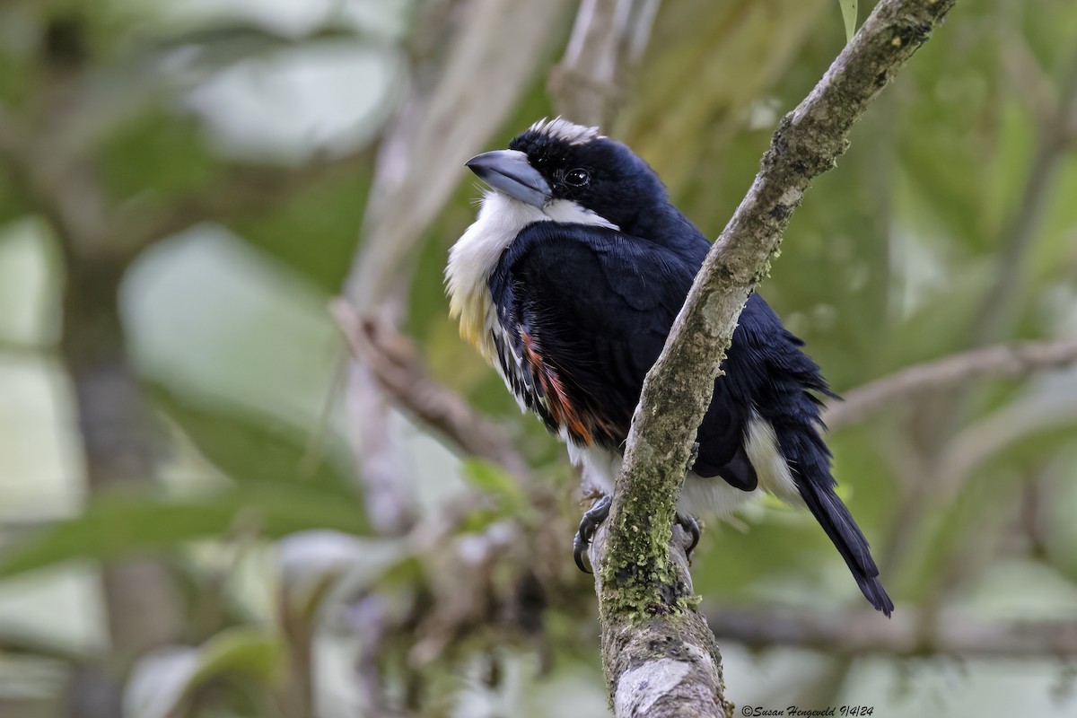 Spot-crowned Barbet - ML632555258