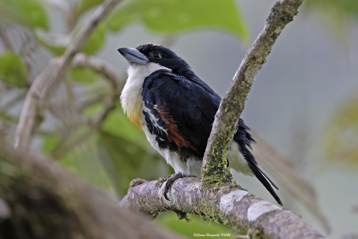Spot-crowned Barbet - ML632555259