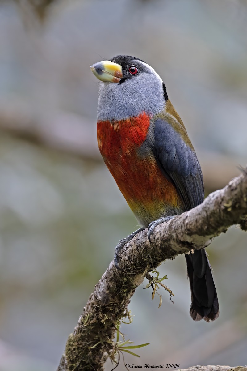 Toucan Barbet - ML632555269
